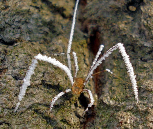 frosted harvestman